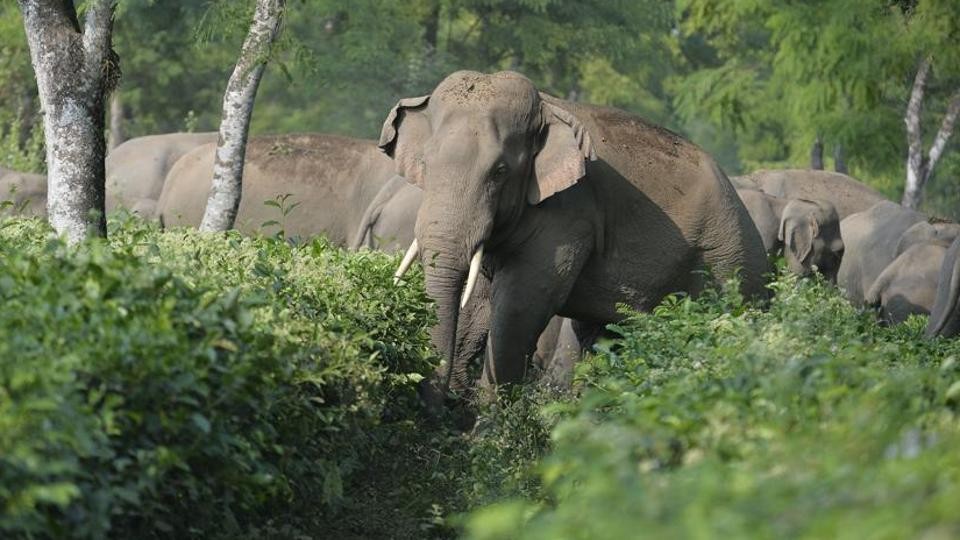 elephant-attack-one-killed-four-injured